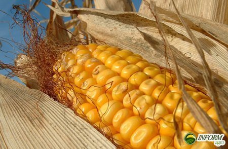 Основным лидером экспорта Украины стала кукуруза
